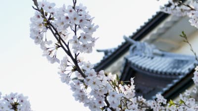 桜とお寺・神社1_7